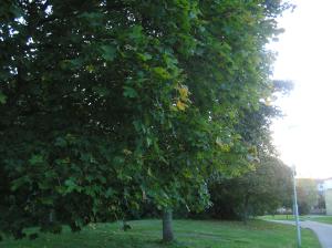<img300*0:stuff/z/1/Autumn%2520tree%2520photo%2520reference/p1010023.jpg>