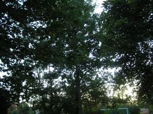 <img300*0:stuff/z/1/Autumn%2520tree%2520photo%2520reference/p1010024.jpg>
