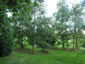 <img300*0:stuff/z/1/Autumn%2520tree%2520photo%2520reference/p1010025.jpg>