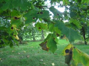 <img300*0:stuff/z/1/Autumn%2520tree%2520photo%2520reference/p1010026.jpg>