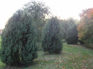 <img300*0:stuff/z/1/Autumn%2520tree%2520photo%2520reference/p1010029.jpg>