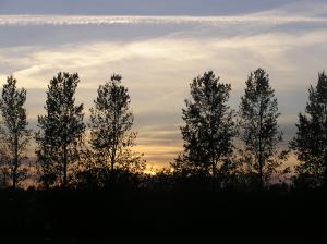 <img300*0:stuff/z/1/Autumn%2520tree%2520photo%2520reference/p1010033.jpg>