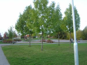 <img300*0:stuff/z/1/Autumn%2520tree%2520photo%2520reference/p1010035.jpg>