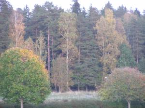 <img300*0:stuff/z/1/Autumn%2520tree%2520photo%2520reference/p1010039.jpg>