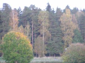 <img300*0:stuff/z/1/Autumn%2520tree%2520photo%2520reference/p1010040.jpg>