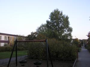<img300*0:stuff/z/1/Autumn%2520tree%2520photo%2520reference/p1010041.jpg>