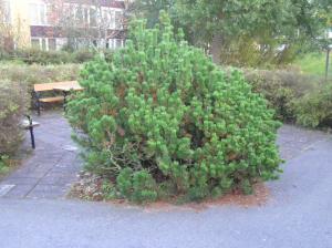 <img300*0:stuff/z/1/Autumn%2520tree%2520photo%2520reference/p1010043.jpg>