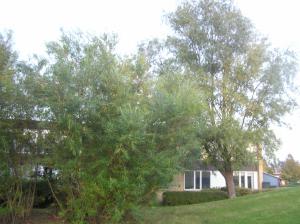 <img300*0:stuff/z/1/Autumn%2520tree%2520photo%2520reference/p1010046.jpg>