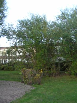 <imgl300*0:stuff/z/1/Autumn%2520tree%2520photo%2520reference/p1010047.jpg>