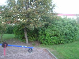 <img300*0:stuff/z/1/Autumn%2520tree%2520photo%2520reference/p1010052.jpg>