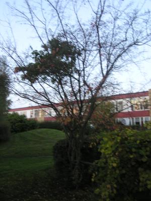 <imgl300*0:stuff/z/1/Autumn%2520tree%2520photo%2520reference/p1010054.jpg>
