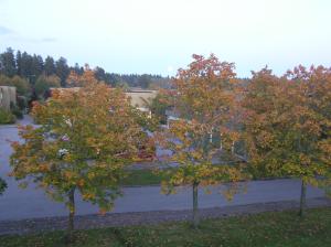 <img300*0:stuff/z/1/Autumn%2520trees/p1010001.jpg>