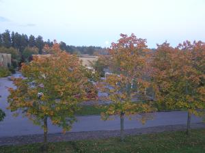 <img300*0:stuff/z/1/Autumn%2520trees/p1010002.jpg>