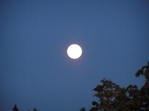 <img300*0:stuff/z/1/Autumn%2520trees/p1010006.jpg>