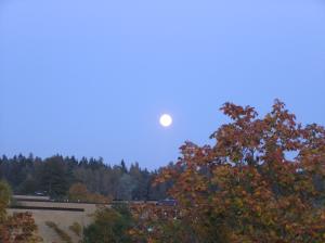<img300*0:stuff/z/1/Autumn%2520trees/p1010007.jpg>