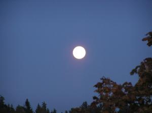 <img300*0:stuff/z/1/Autumn%2520trees/p1010008.jpg>