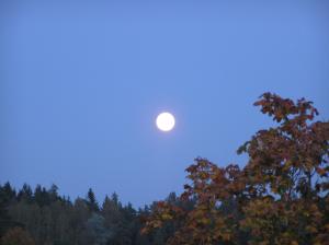 <img300*0:stuff/z/1/Autumn%2520trees/p1010009.jpg>