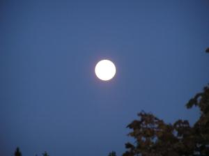 <img300*0:stuff/z/1/Autumn%2520trees/p1010010.jpg>