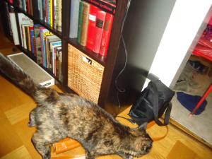<img300*0:stuff/z/1/BirthdayParty2011/dsc05837.jpg>