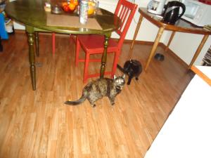 <img300*0:stuff/z/1/BirthdayParty2011/dsc05838.jpg>