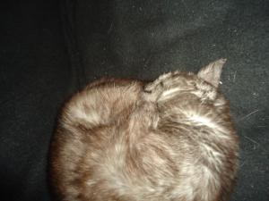 <img300*0:stuff/z/1/BlackCat/dsc04815.jpg>