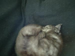 <img300*0:stuff/z/1/BlackCat/dsc04816.jpg>