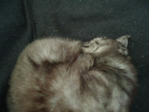 <img300*0:stuff/z/1/BlackCat/dsc04817.jpg>