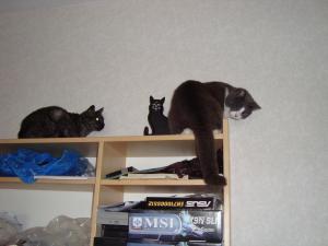 <img300*0:stuff/z/1/Cat%2520Porn/DSC02073.JPG>