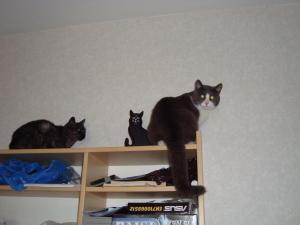<img300*0:stuff/z/1/Cat%2520Porn/DSC02074.JPG>