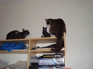<img300*0:stuff/z/1/Cat%2520Porn/DSC02075.JPG>