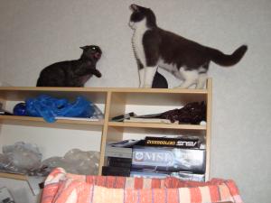 <img300*0:stuff/z/1/Cat%2520Porn/DSC02076.JPG>