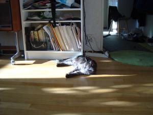 <img300*0:stuff/z/1/Cat%2520in%2520the%2520sun/DSC04158.JPG>