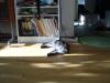 Cat in the sun
