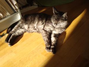<img300*0:stuff/z/1/Cat%2520in%2520the%2520sun/DSC04159.JPG>