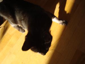 <img300*0:stuff/z/1/Cat%2520in%2520the%2520sun/DSC04160.JPG>