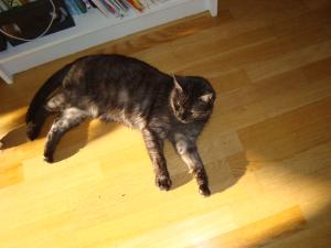 <img300*0:stuff/z/1/Cat%2520in%2520the%2520sun/DSC04161.JPG>
