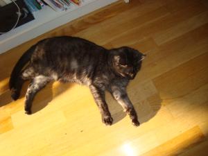 <img300*0:stuff/z/1/Cat%2520in%2520the%2520sun/DSC04162.JPG>