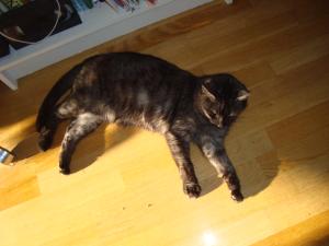 <img300*0:stuff/z/1/Cat%2520in%2520the%2520sun/DSC04163.JPG>