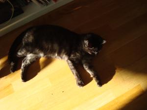 <img300*0:stuff/z/1/Cat%2520in%2520the%2520sun/DSC04164.JPG>