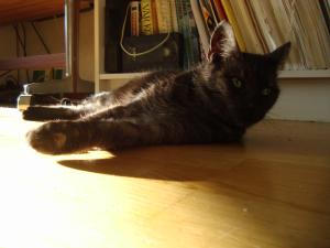 <img300*0:stuff/z/1/Cat%2520in%2520the%2520sun/DSC04165.JPG>