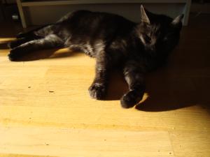 <img300*0:stuff/z/1/Cat%2520in%2520the%2520sun/DSC04166.JPG>