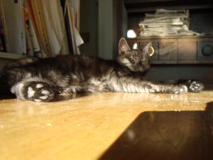 <img300*0:stuff/z/1/Cat%2520in%2520the%2520sun/DSC04167.JPG>