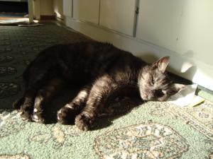 <img300*0:stuff/z/1/Cat%2520in%2520the%2520sun/DSC04169.JPG>
