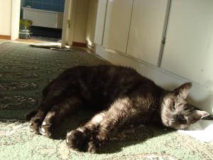 <img300*0:stuff/z/1/Cat%2520in%2520the%2520sun/DSC04170.JPG>