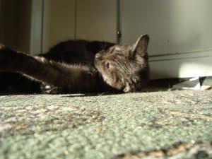 <img300*0:stuff/z/1/Cat%2520in%2520the%2520sun/DSC04171.JPG>