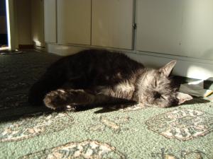 <img300*0:stuff/z/1/Cat%2520in%2520the%2520sun/DSC04172.JPG>