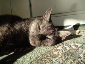 <img300*0:stuff/z/1/Cat%2520in%2520the%2520sun/DSC04174.JPG>