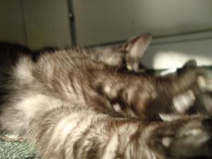 <img300*0:stuff/z/1/Cat%2520in%2520the%2520sun/DSC04175.JPG>