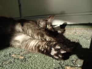 <img300*0:stuff/z/1/Cat%2520in%2520the%2520sun/DSC04176.JPG>