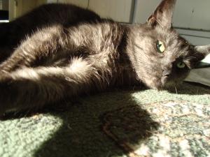 <img300*0:stuff/z/1/Cat%2520in%2520the%2520sun/DSC04177.JPG>